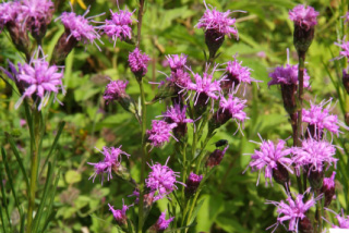 Liatris cylindracea Lampenpoetser bestellen